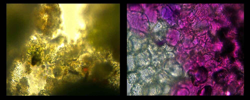 pictures of microscope images for ideas