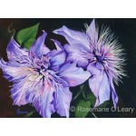A painting of two purple clematis flowers on a dark background